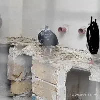 دم سفید