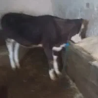 گوساله سیمتال اصل