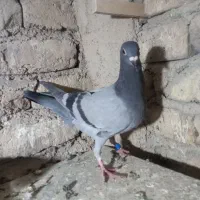 جوجه پلاکی|پرنده|پاکدشت, حصار امیر|دیوار