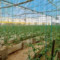استخدام سرکارگر خانم سالن بسته بندی سبزی و صیفیجات
