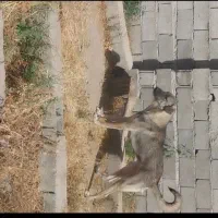 فروش طوله عراقی