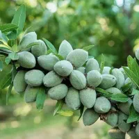 نهالستان ارقام متنوع میوه و گردو های پربار پالیز|خدمات باغبانی و درختکاری|ایوان, |دیوار