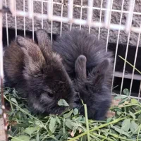 بچه خرگوش لپ پشمالو زیبا خوشگل