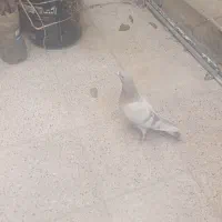 نقره ای مقلف ترنج دار