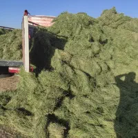 فروش بیده|خدمات باغبانی و درختکاری|فهرج, |دیوار