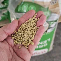 عدس ریز روس و کانادا