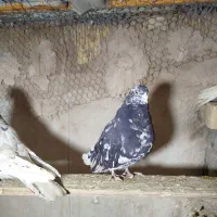 دوعددنرسرورویک عددمفقل چندپری زره ای