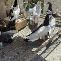 چپ دم و چپ و ساده پرشی  شقه نر|پرنده|مشهد, یوسفیه (شهرک غرب)|دیوار