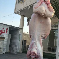 اجاره دوباب مغازه