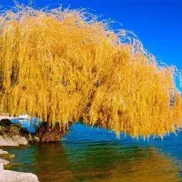 نهالستان میوه نهال