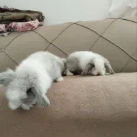 بچه خرگوش لوپ دانه دیویست|موش و خرگوش|تربت جام, شهید نصرالهی|دیوار