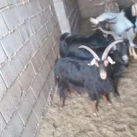 12راس پازن چاق تخت هم برا بذری هم قصابی|حیوانات مزرعه|نی‌ریز, |دیوار