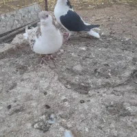 ساده هفت رنگ وچپ