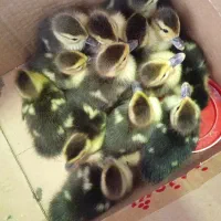 جوجه اردک اسراییلی درجه یک