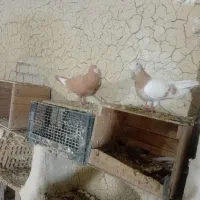 فروش کبوتر|پرنده|بهبهان, |دیوار