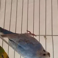 مرغ عشق ماده کاکلی