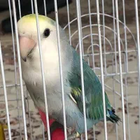طوطی|پرنده|مریوان, |دیوار