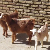 3عددبزغاله ماده