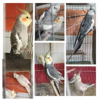 پرنده های زینتی|پرنده|سبزوار, غرب نیروگاه|دیوار