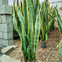 گل طبیعی آپارتمانی سانسوریا شمشیری ابلق تک و عمده