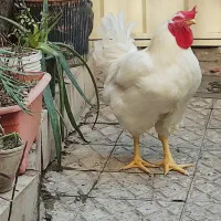 خروس راس- هفت ماهه