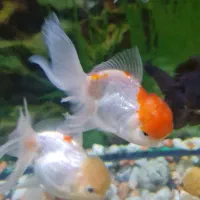 ماهی گلدفیش بزرگ|ماهی|تهران, حکیمیه|دیوار