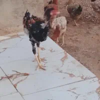 مرغ و خروس|حیوانات مزرعه|نیمروز, |دیوار