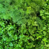 سبزی تازه و خوش عطر|خوردنی و آشامیدنی|گرمسار, |دیوار