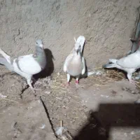 سه تا ماده سر بندی  سرور و سوسنی وکرم|پرنده|شیراز, شهرک کوشکک|دیوار