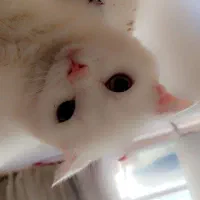 اسکاتیش ماده(فحل)