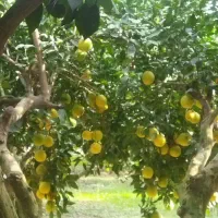 فروش با مرکبات