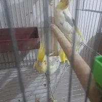 جفت عروس هلندی دوکت با ۳تا جوجه|پرنده|کارون, |دیوار