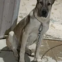 *گمشده* *توله سگ گمشده*|حیوانات|تبریز, |دیوار