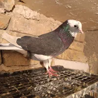 کفتزا تهران پرشی|پرنده|قرچک, قشلاق جیتو|دیوار