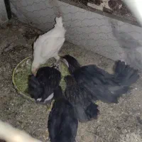 جوجه مرغ و خروس