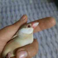 فنچ نرگسی شکلاتی|پرنده|مبارکه, |دیوار