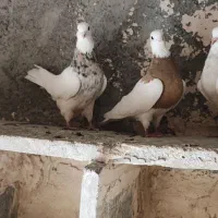 طوقی لیمویی فروشی|پرنده|جوین, |دیوار