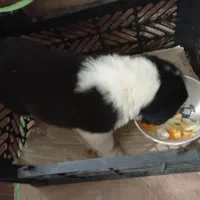 توله سگ|سگ|زاینده رود, |دیوار