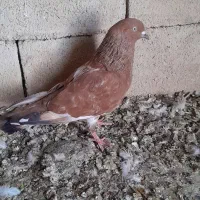 کفتر کله ای رامشیر