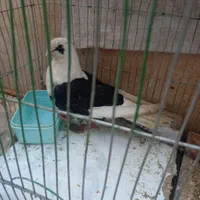 فروش کبوتر