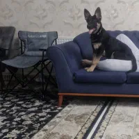 سگ ژرمن باهوش