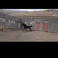 اسب کورک هیمن