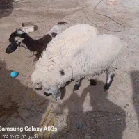 تبلت ...گوسفند بره کسی خواست 6800