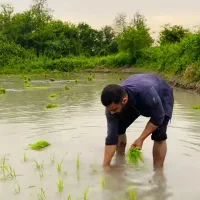 برنج اعیونی / وحشی/ دودی/  درجه یک