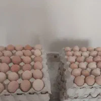 تخم مرغ رسمی زرده طلایی