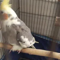 عروس هلندی ماده|پرنده|برازجان, |دیوار