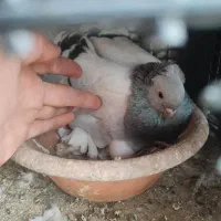 نقره ای عاص