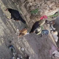 خروس سالم و سرحال|حیوانات مزرعه|کهنوج, |دیوار
