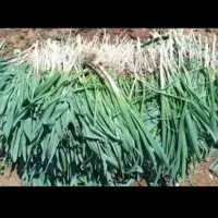 موسیر