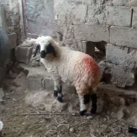 بره ماده چاق کبابی (آدرس توابع دولت آباد)|حیوانات مزرعه|هامون, |دیوار